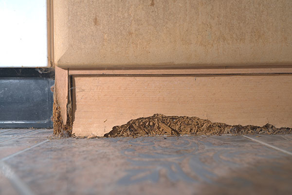 Photo - Damaged Kick Board