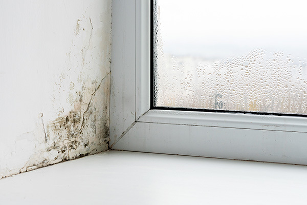 Photo - Mould in window corner