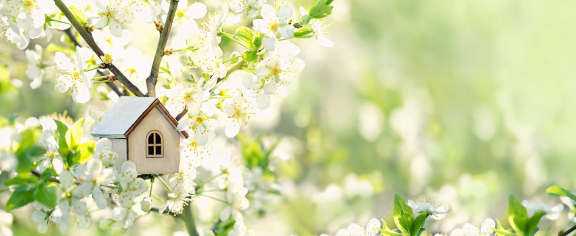 Spring Blossom Adobe Stock 487196324