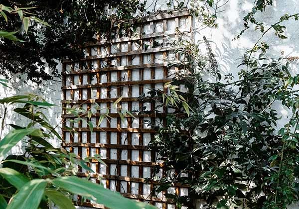 Photo - Simple wall garden Photo - Simple wall garden